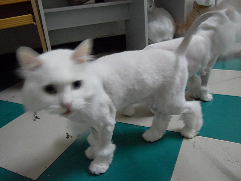 天热给猫咪剃毛,40一只上门剃,来我家就30一只,我家30