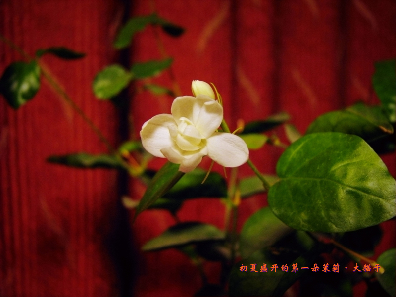 不知为何,最近又开始有些倦怠~~ 也许是儿子的小升初早早完美收官,一直强绷的精神一下子松懈了的缘故吧~~兴奋与喜悦过后,竟然还有那么一点点怅然若失~~说不太清楚的一种情绪,反正是有点怀疑自己总有些自虐情节~~ 好几天没有侍弄我的花花草草了~~它们也总是那样体谅我,给水就喝,不给就渴着,哈哈~~ 昨天浇水时,竟然发现休眠一冬的茉莉长出了花苞,这简直太意外了! 这家伙自从进了家门后,便以迅雷不及掩耳盗铃之势结束了花期,芬芳四溢的洁白小花落了一桌,我束手无策地看着它日渐凋零,毫无招数!