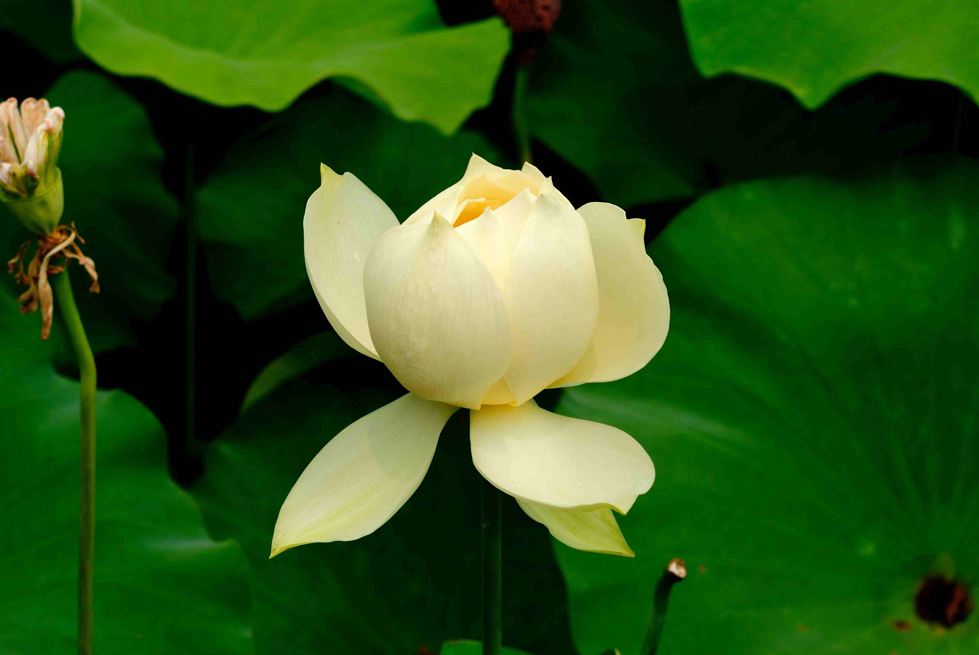 图片素材 : 神圣的莲花, 开花植物, 花瓣, 莲花家族, 水生植物, 厂, 荷花, 粉, 植物学, 植物茎, 陆地植物, 特写 ...