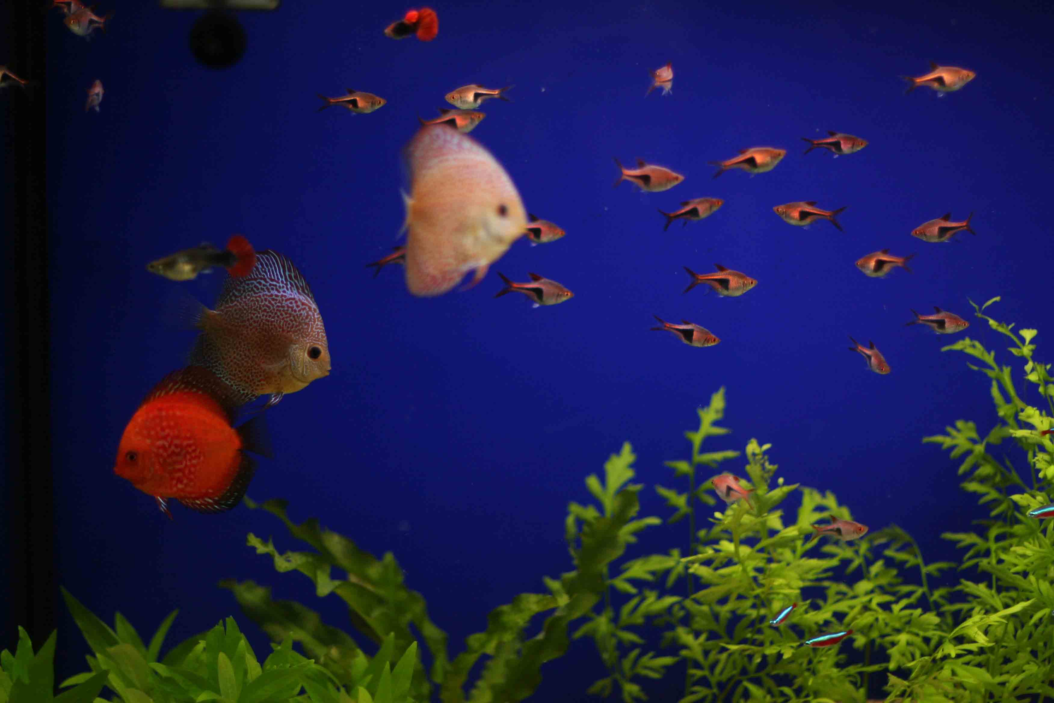 【鱼儿鱼儿满池游摄影图片】生态摄影_悦已者_太平洋电脑网摄影部落
