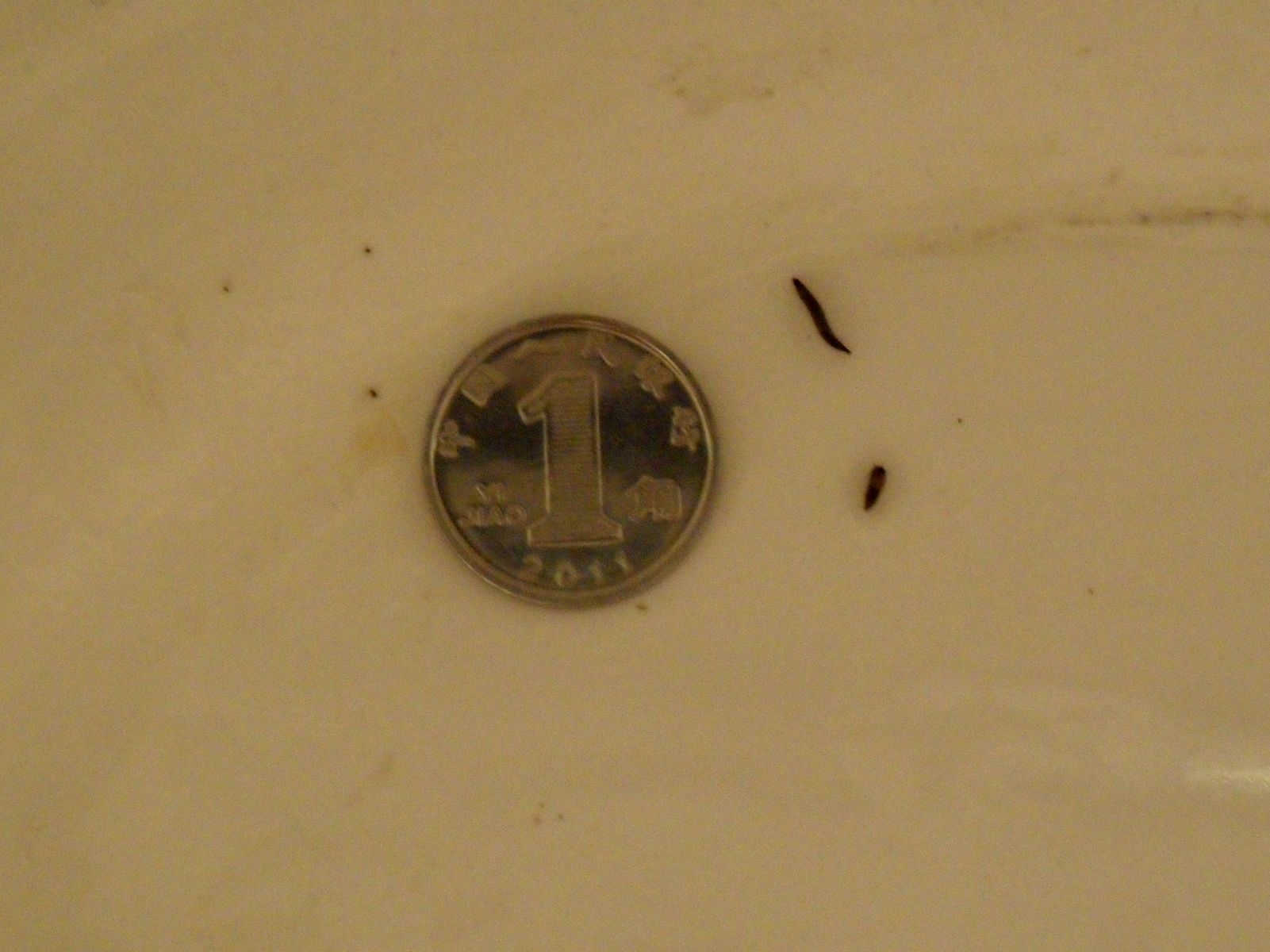 卫生间里出现了黑色条状小虫，这是什么虫，如何治理？_百度知道