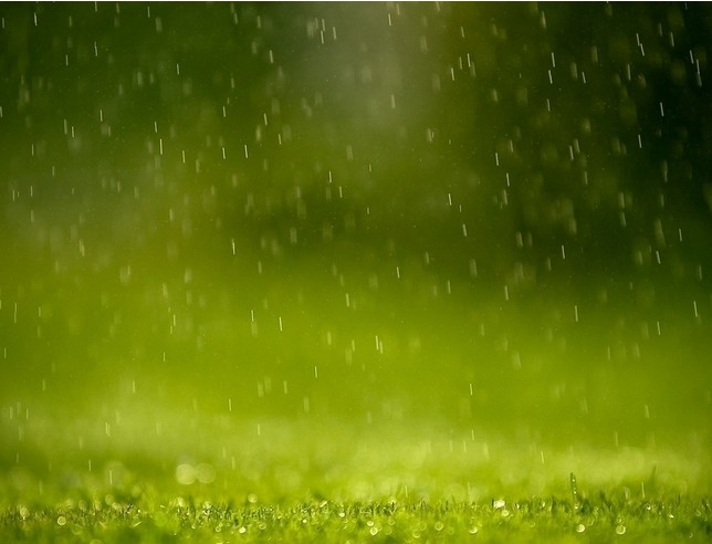 亲们,春雨来的正好,你赶上植树节了吗》