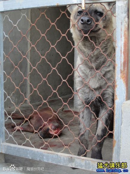 比特犬和藏獒实力相当,各有胜负,但是,把比特犬和非洲鬣狗关在一起